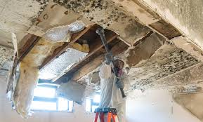 Mold Documentation for Insurance Claims in Spring Hill, TN